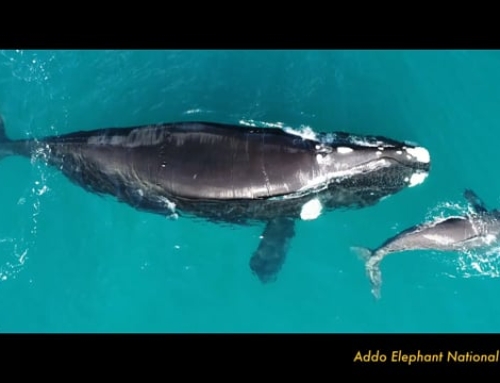 Mzansea ‘A Celebration of South Africa’s Oceans’