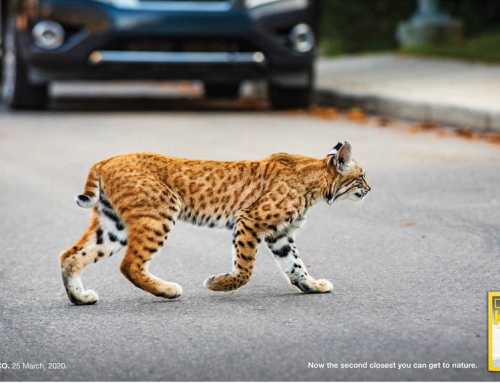 National Geographic Kids Magazine ‘Second Closest To Nature’ Print Campaign
