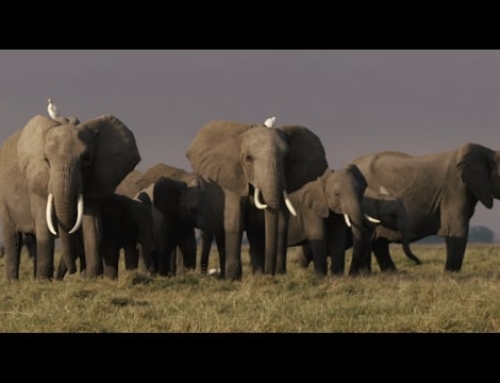 Amboseli Kenya ‘National Geographic’