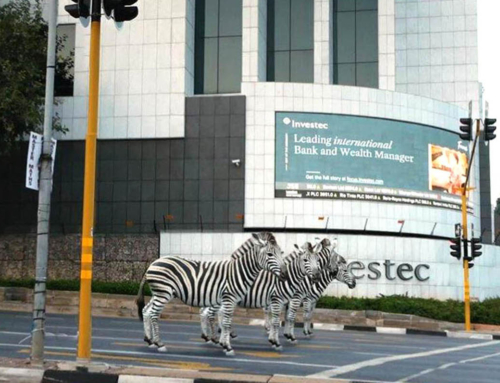 Run Jump Fly responsible for zebras strolling down Grayston Drive, South Africa