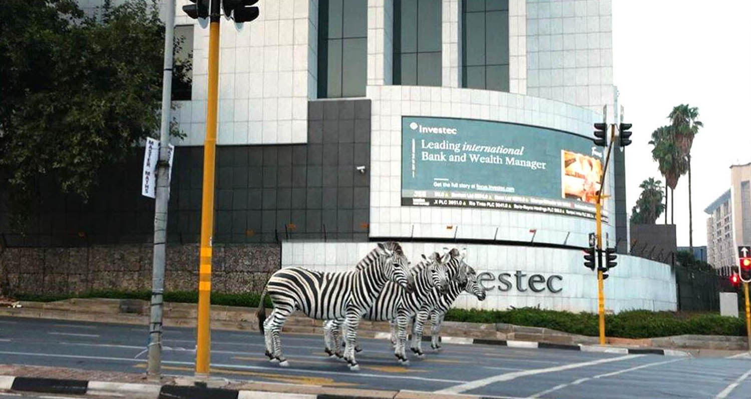 Run Jump Fly responsible for zebras strolling down Grayston Drive, South Africa