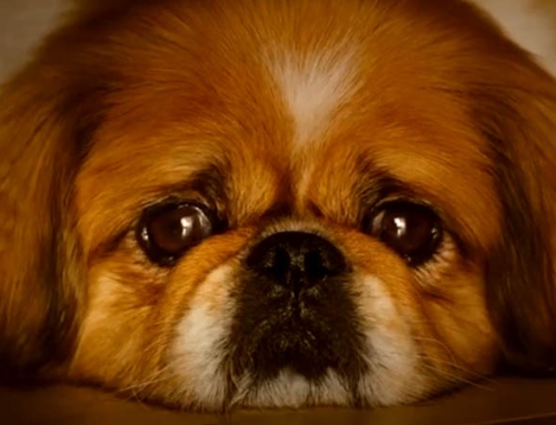 Ultra Pet ‘The Look of Love’