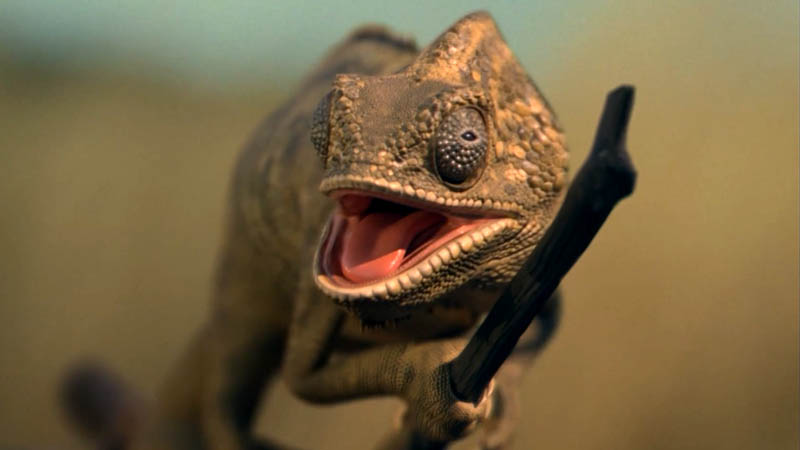 Savanna ‘Mozzie’